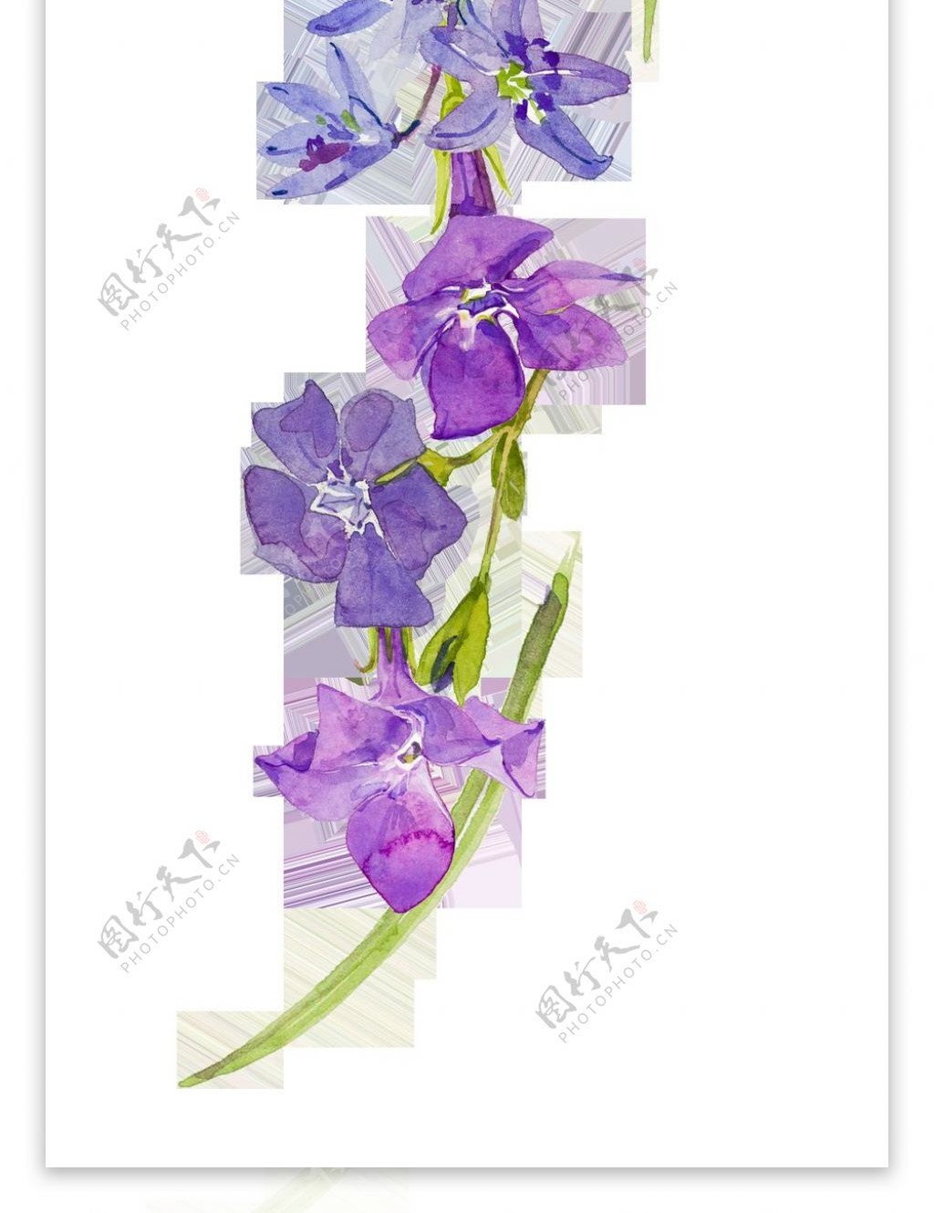 美丽清雅的紫花白花花束装饰素材