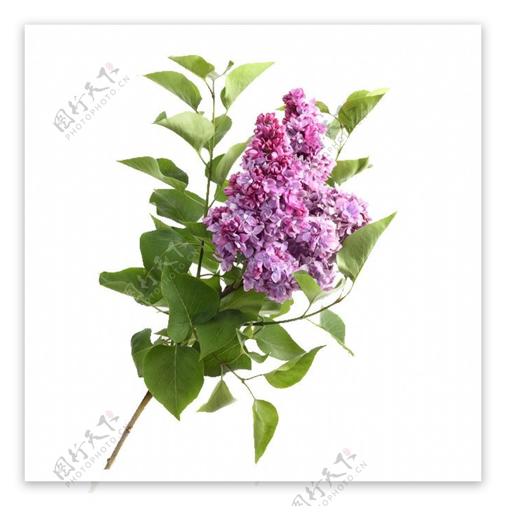 清新紫色花朵花束实物元素