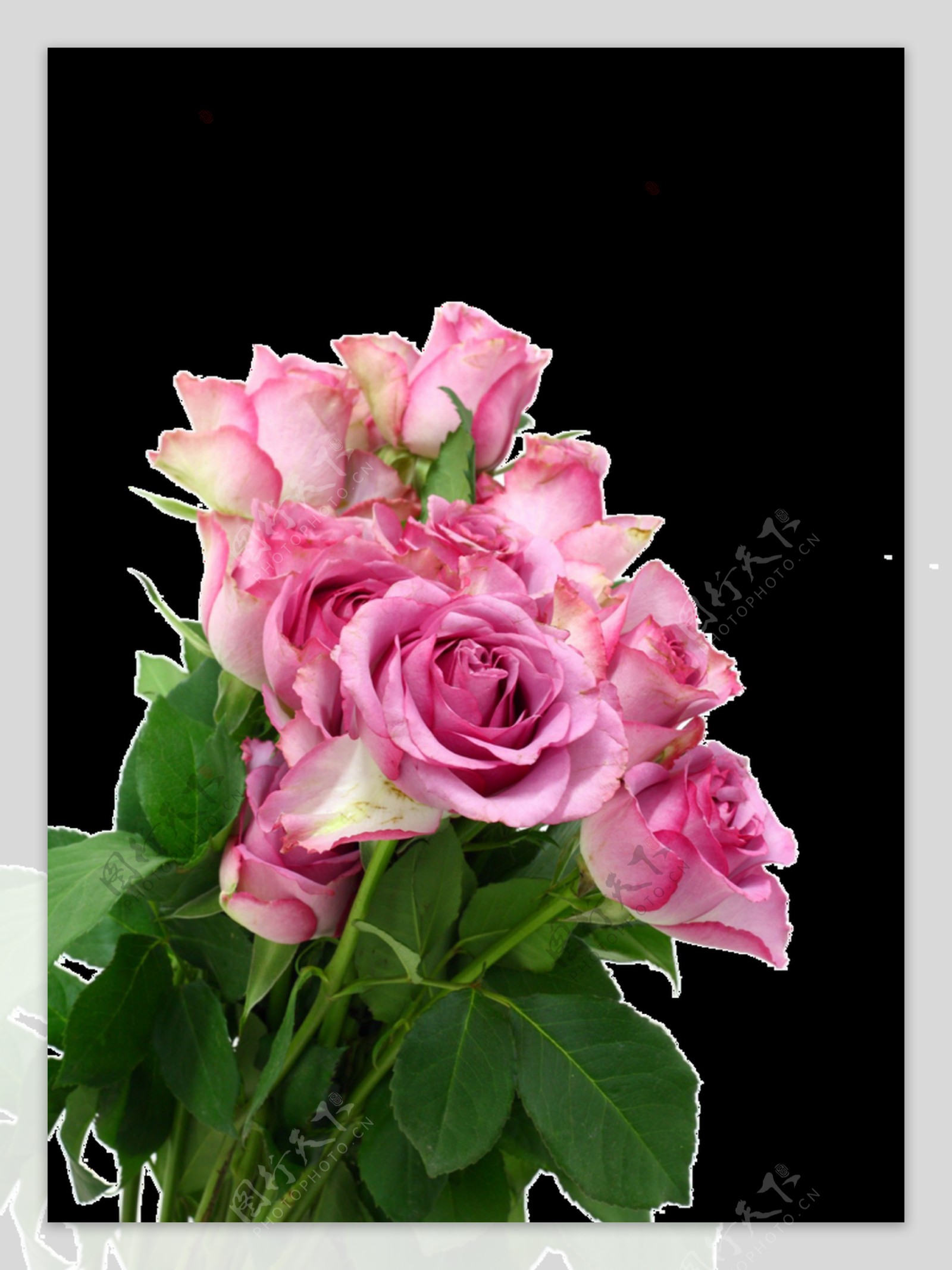 一束淡雅的粉红色玫瑰花透明装饰素材