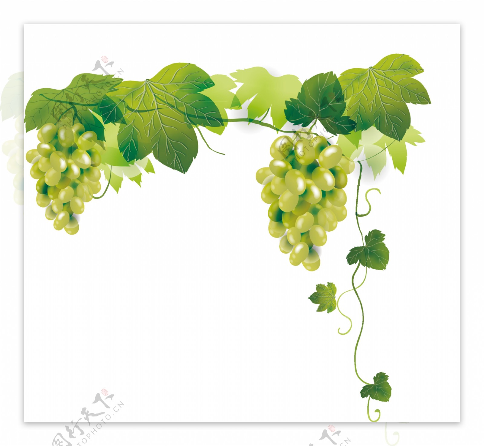 新疆香甜绿葡萄透明装饰素材