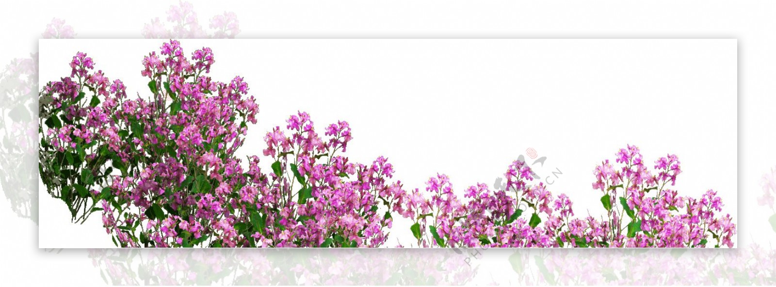粉色花团簇拥清新png元素