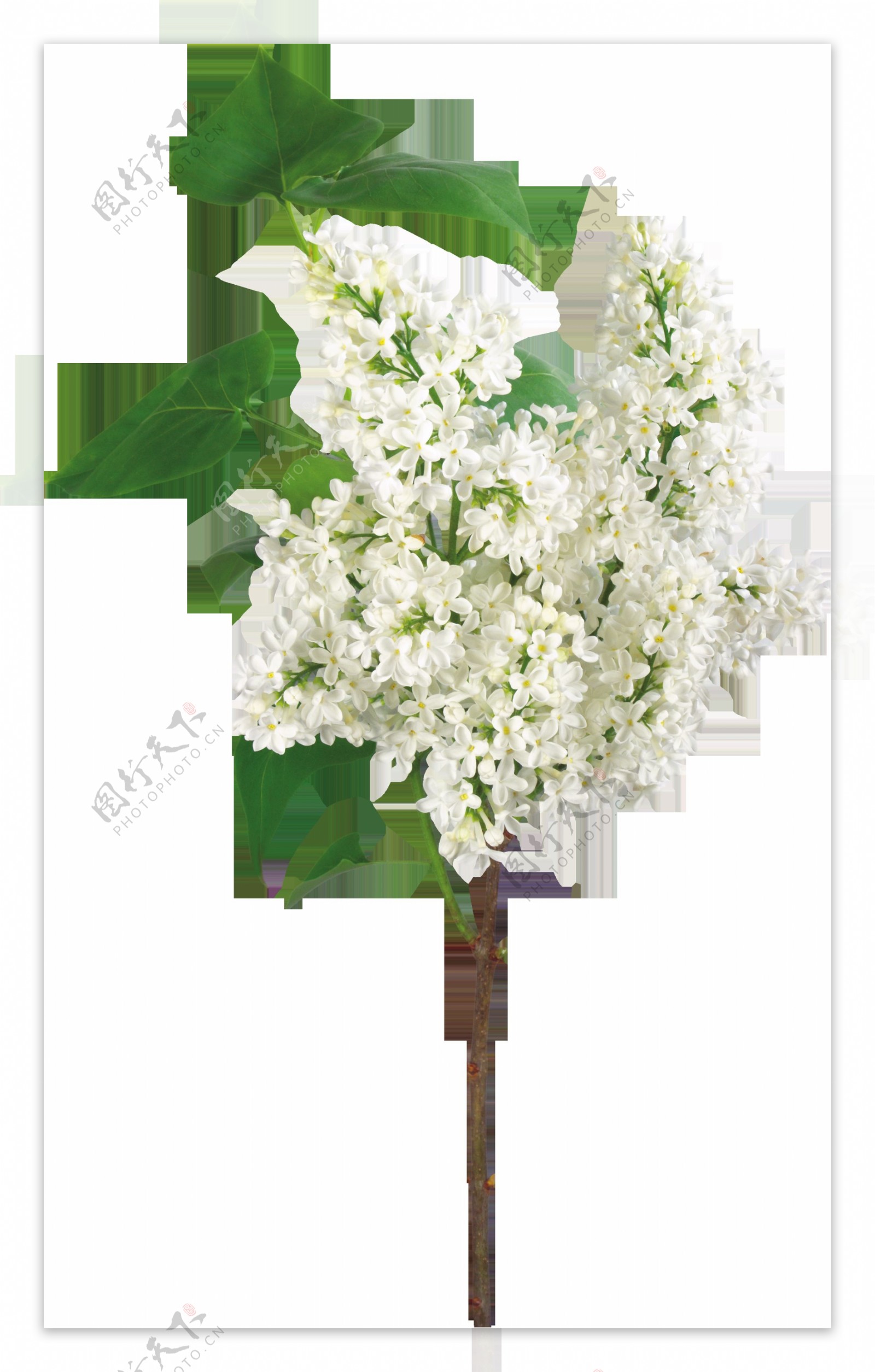 白色花朵树枝png元素