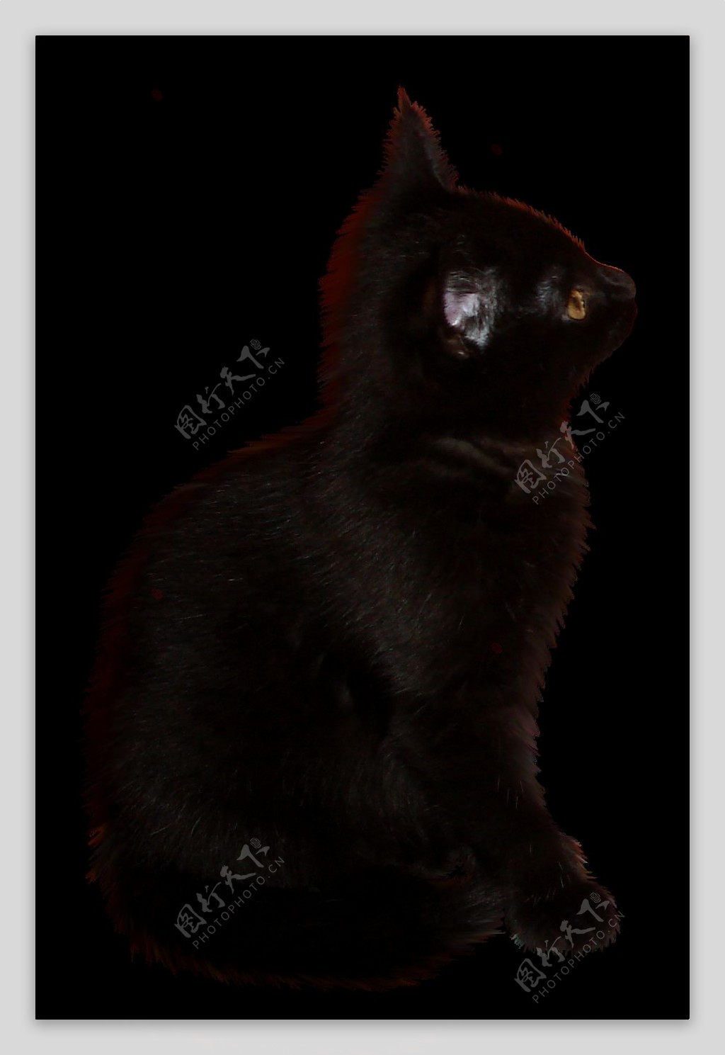 黑色猫咪PNG素材