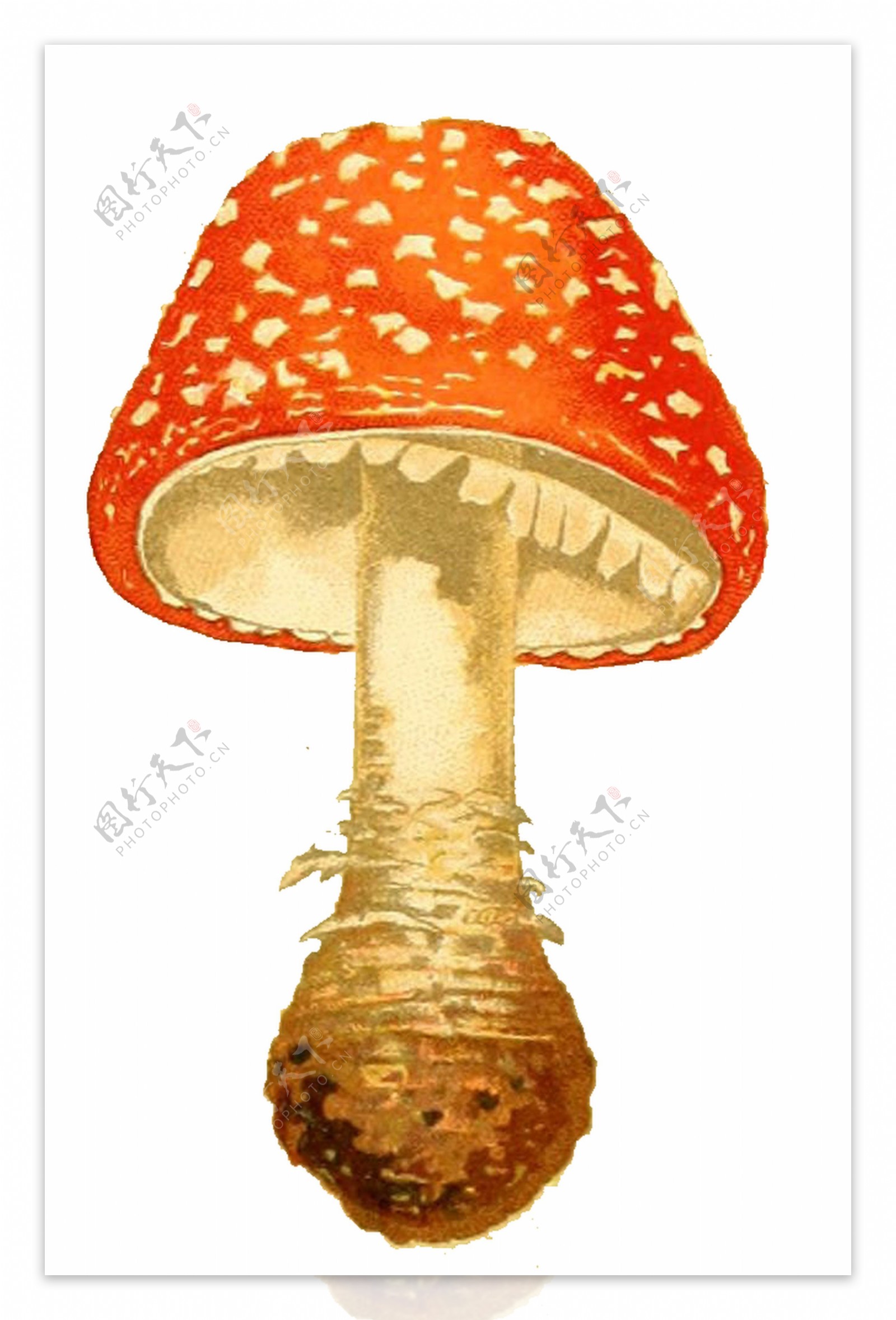 手绘橙红色蘑菇透明装饰素材