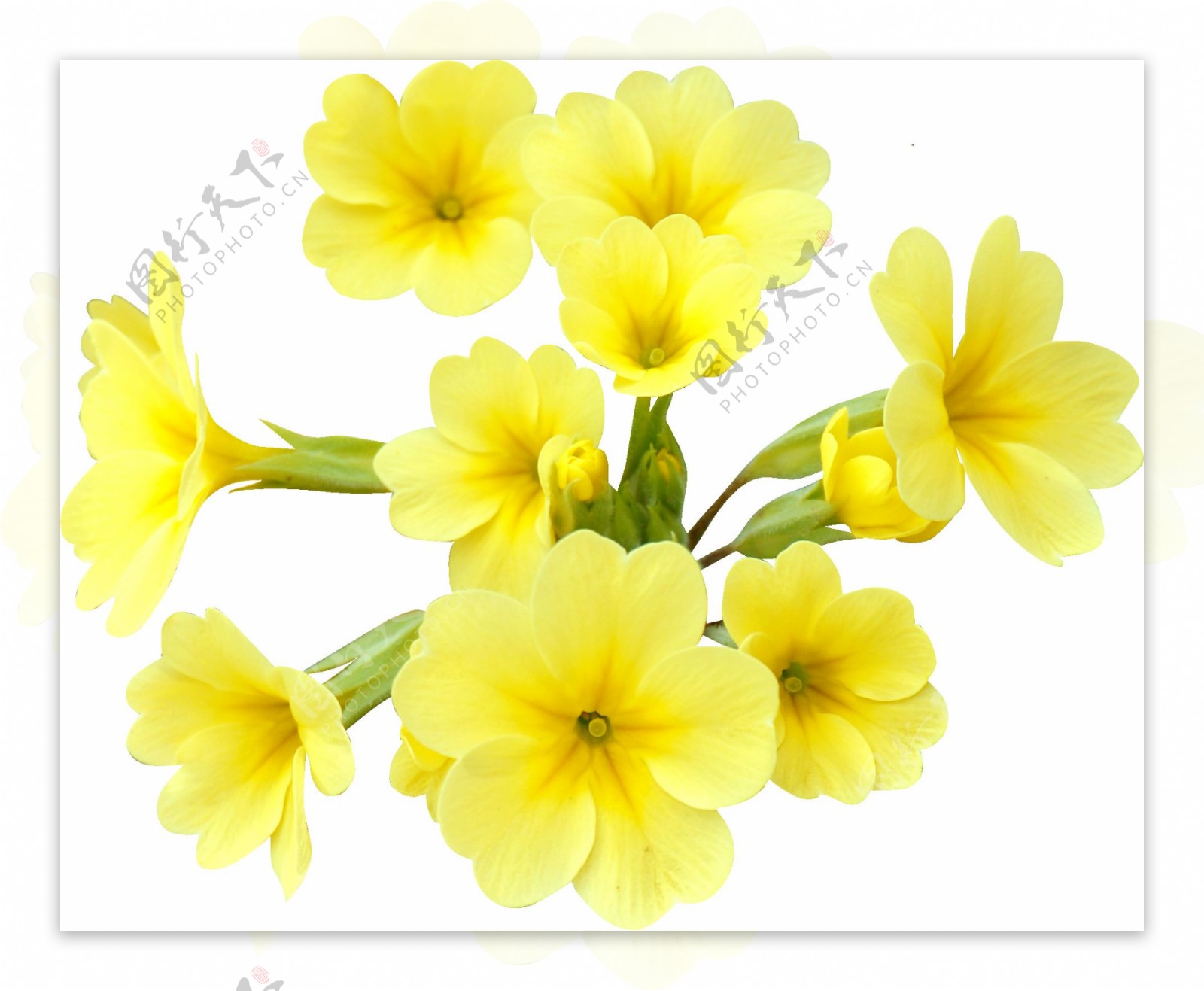 黄色小花png透明素材
