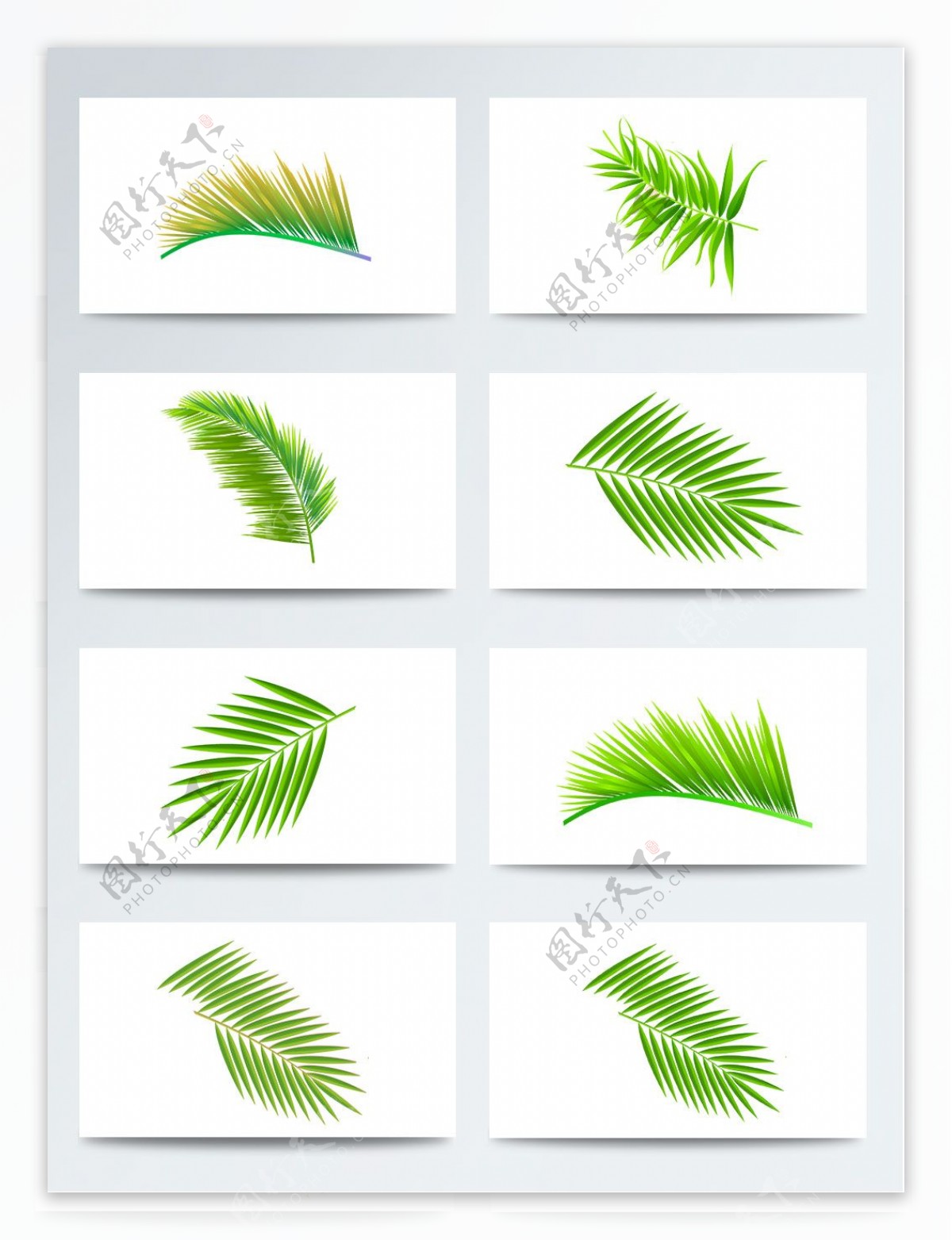 绿色椰子树叶PNG元素