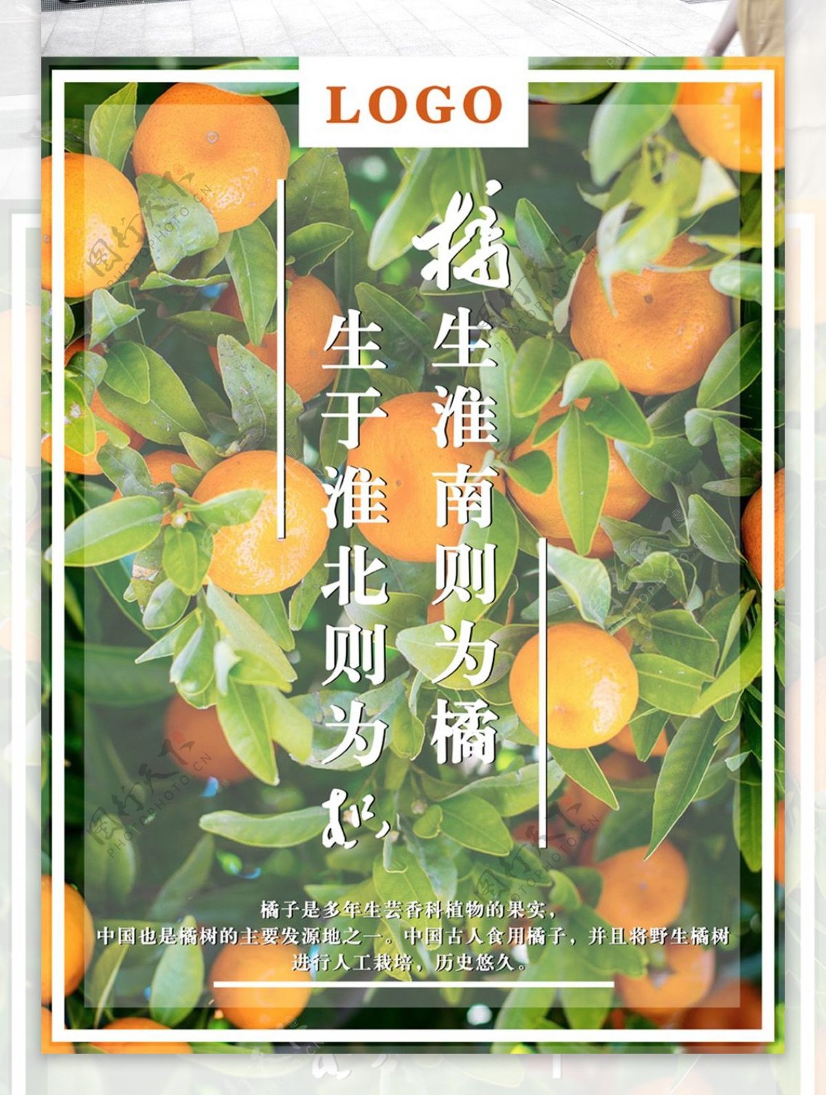 简约大气橘子树水果海报