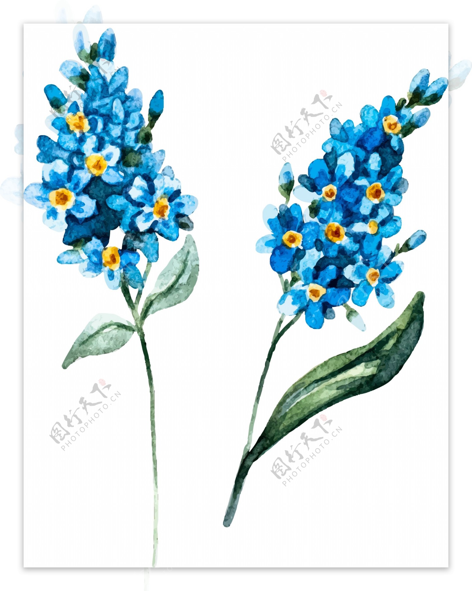 水彩绘唯美蓝色花朵插画