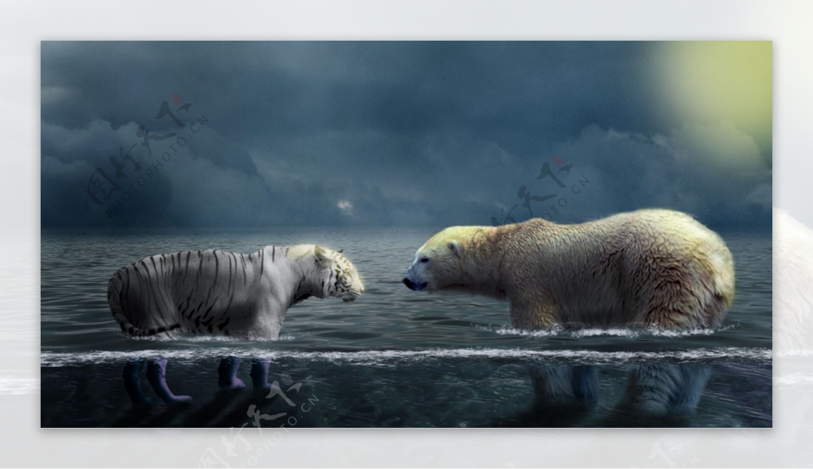 北极熊与老虎合成图片