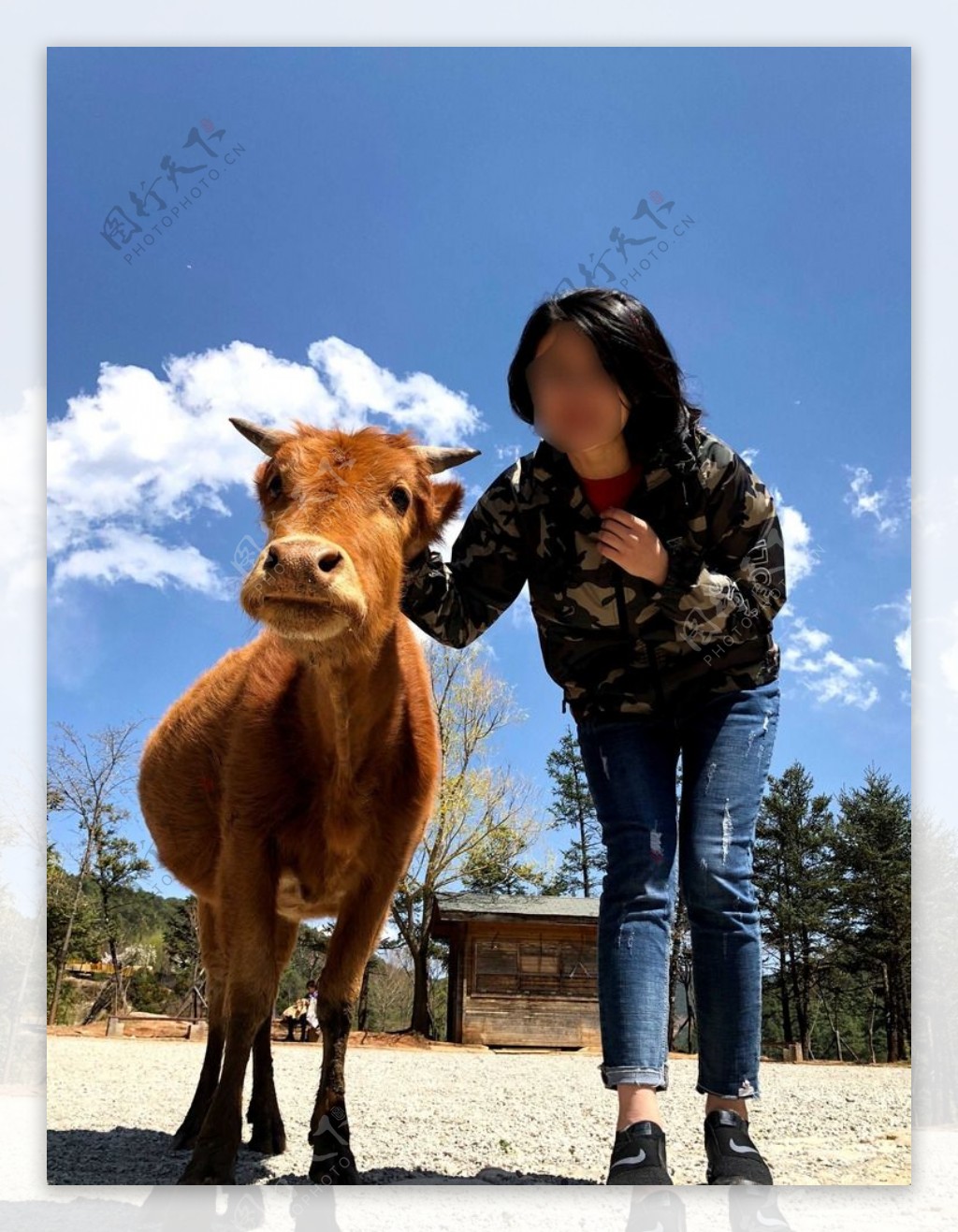 和小牛拍照的姑娘