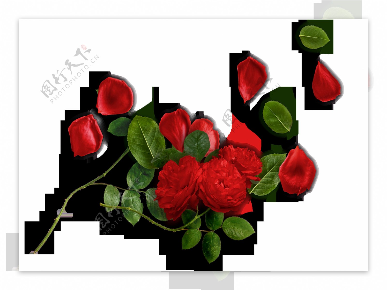 红色喜庆玫瑰花装饰素材
