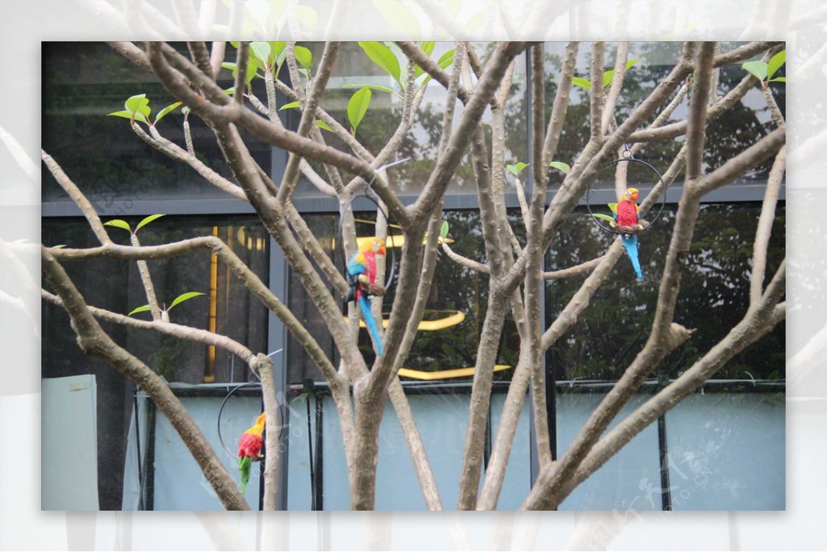 房地产树木小鸟鹦鹉包装