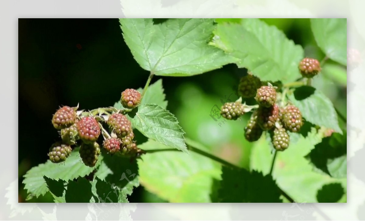 黑莓丛中的黑莓果实视频素材