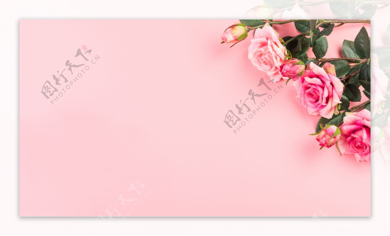 温馨粉色玫瑰花七夕背景素材