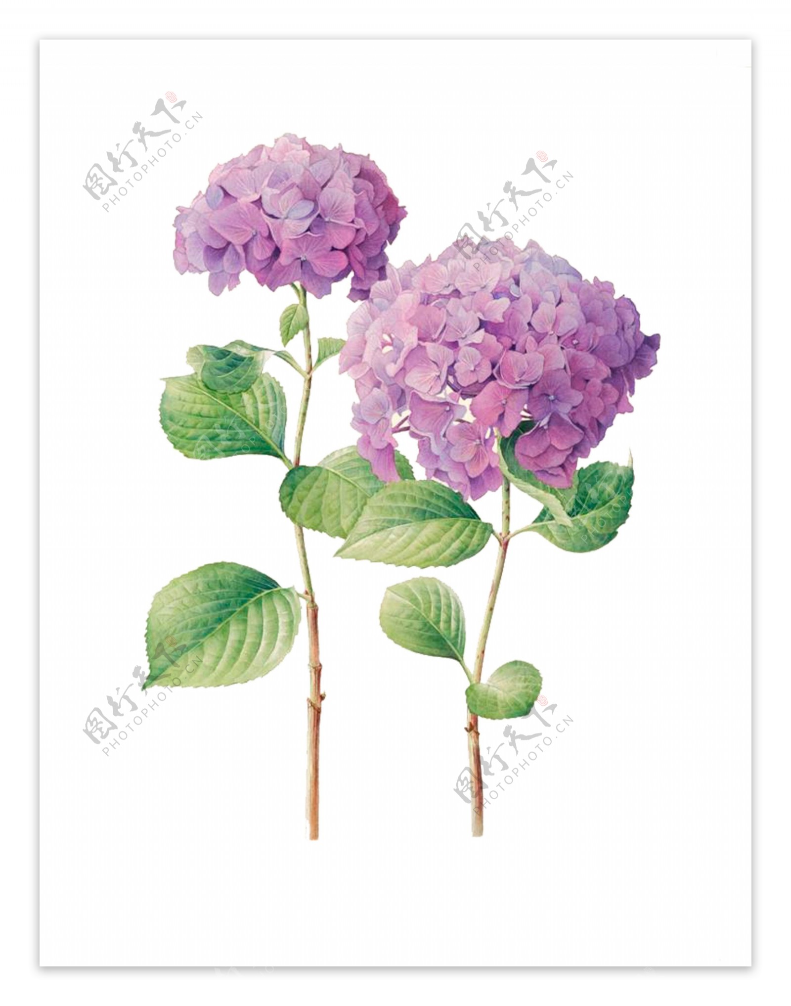 两束紫色手绘小花元素