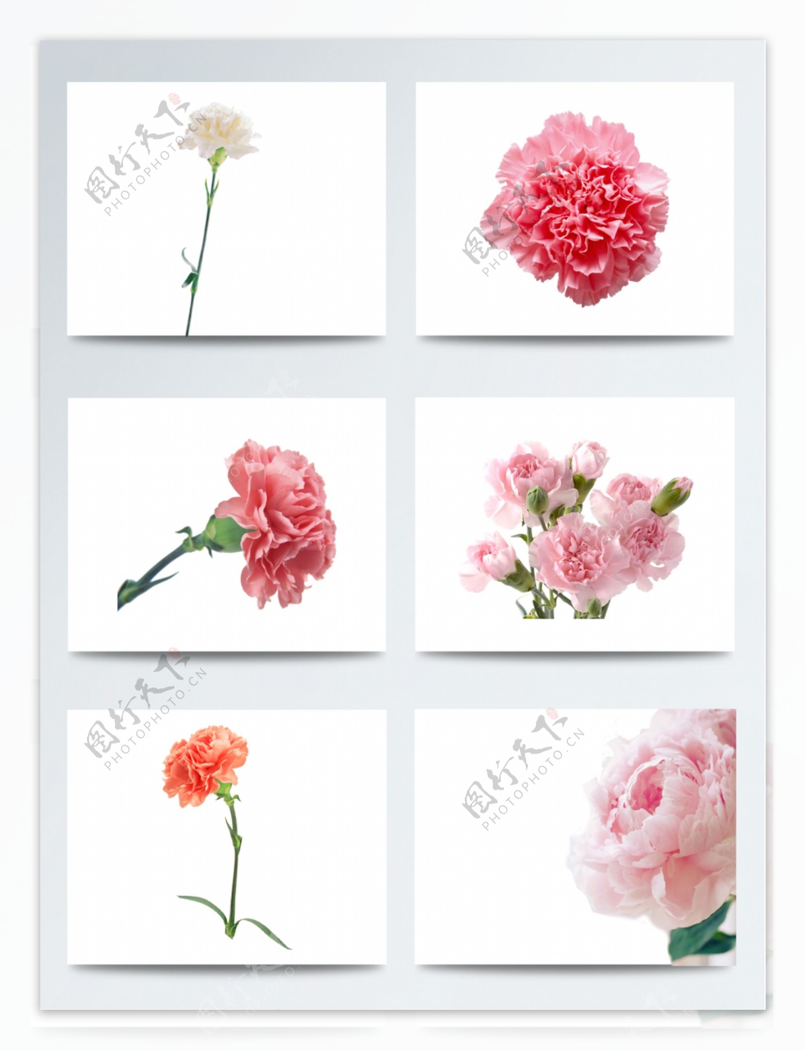 康乃馨花朵元素图片