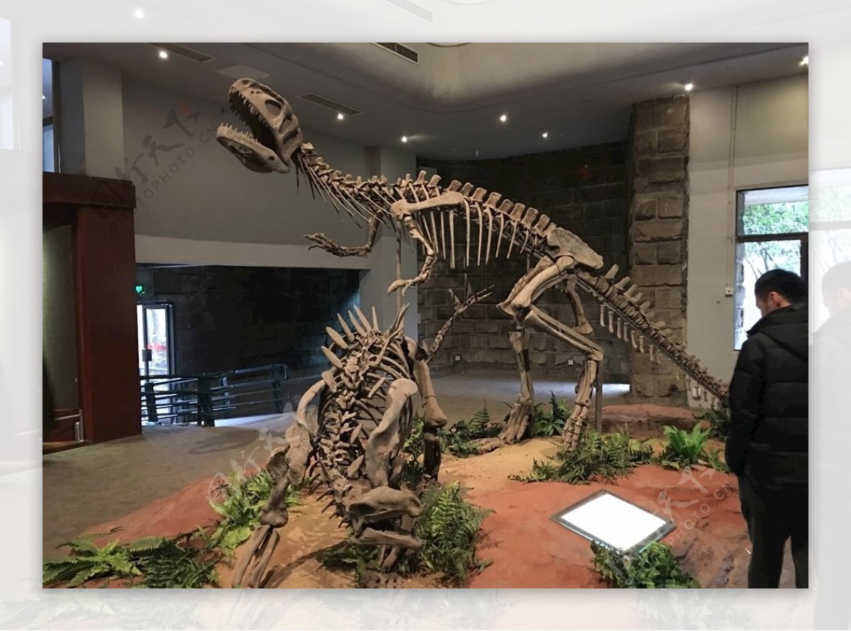 恐龙蛋化石恐龙蛋恐龙自贡