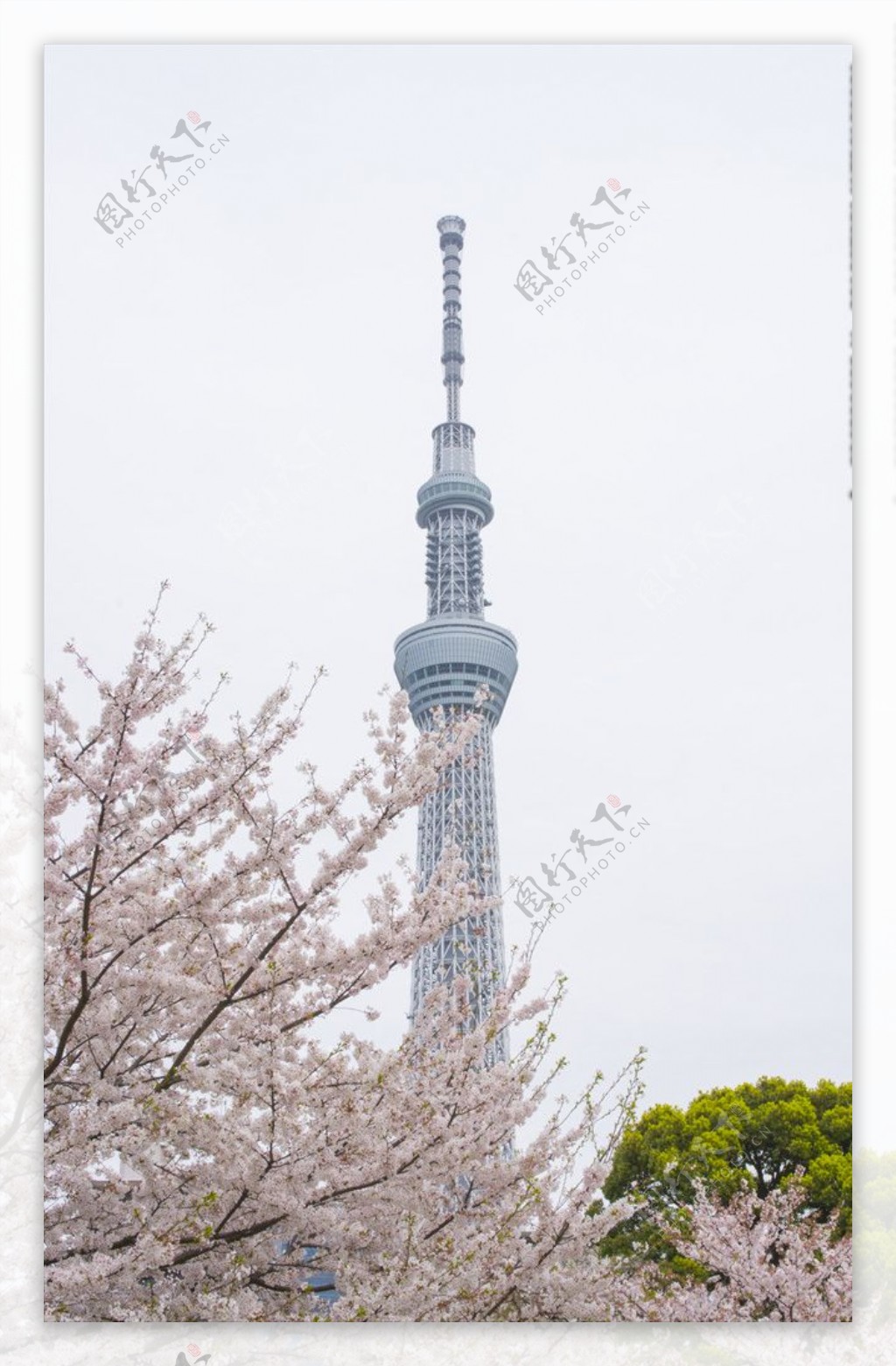 日本晴空塔