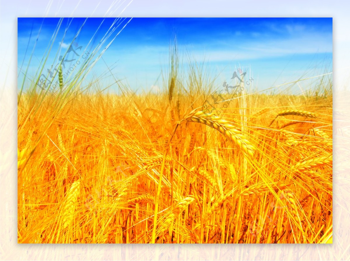 天空麦子麦穗