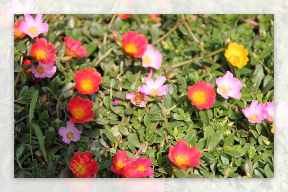 花花卉植物新鲜红花红