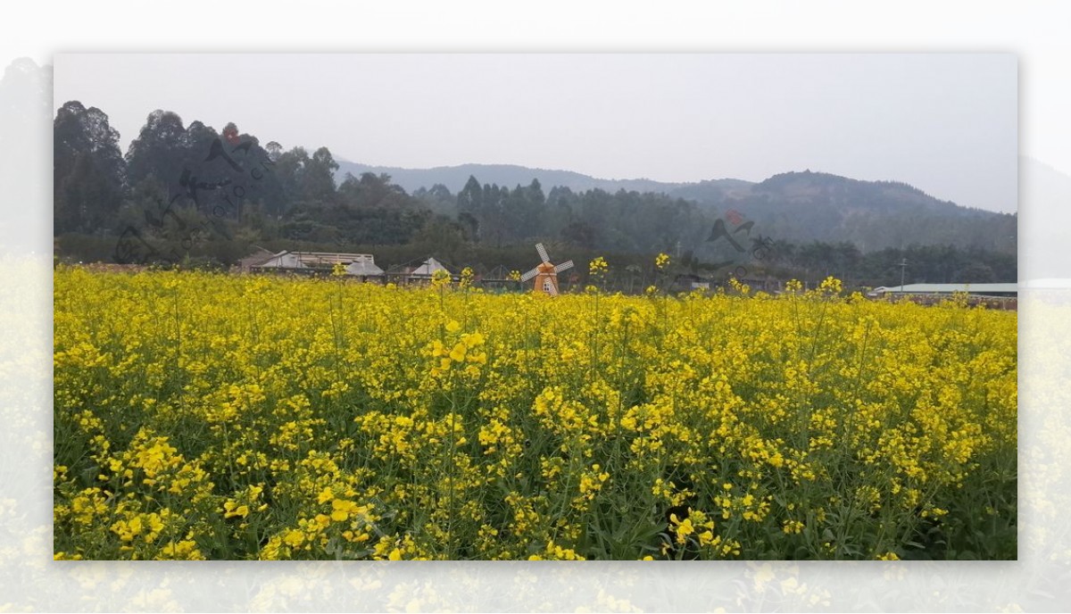 油菜花风景