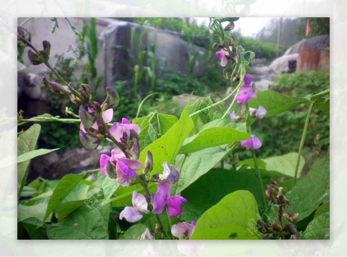 芸豆花