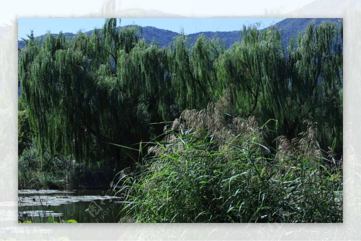 植物园风景