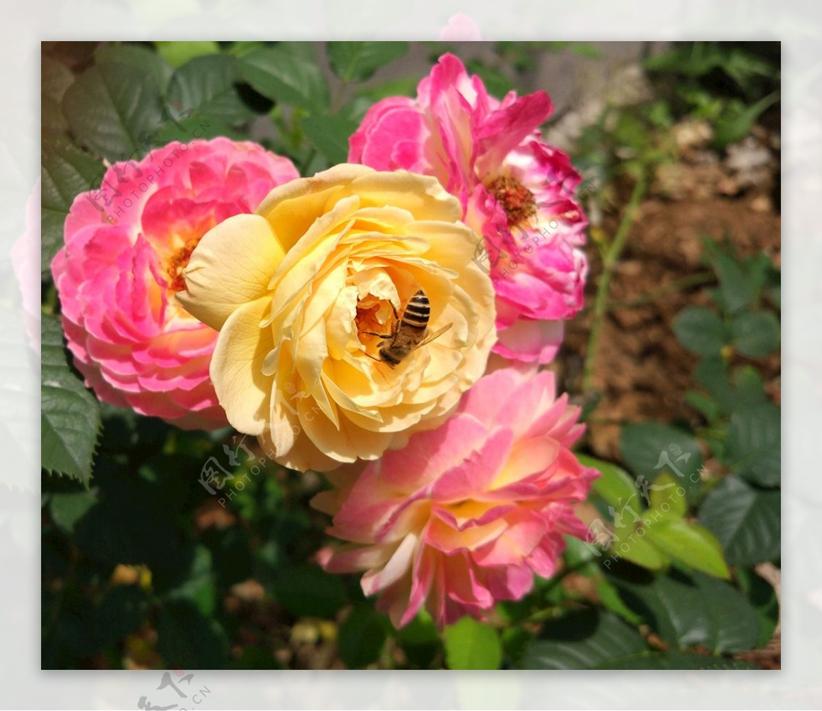 自然之语花与蜂