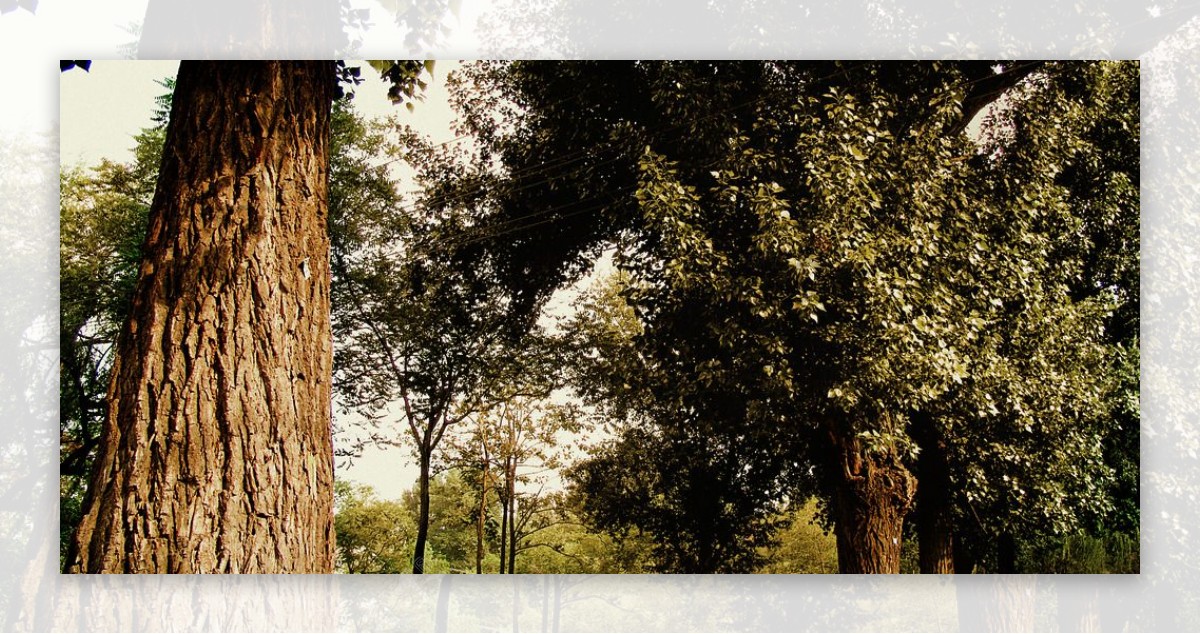 摄影作品大树树干园林近景