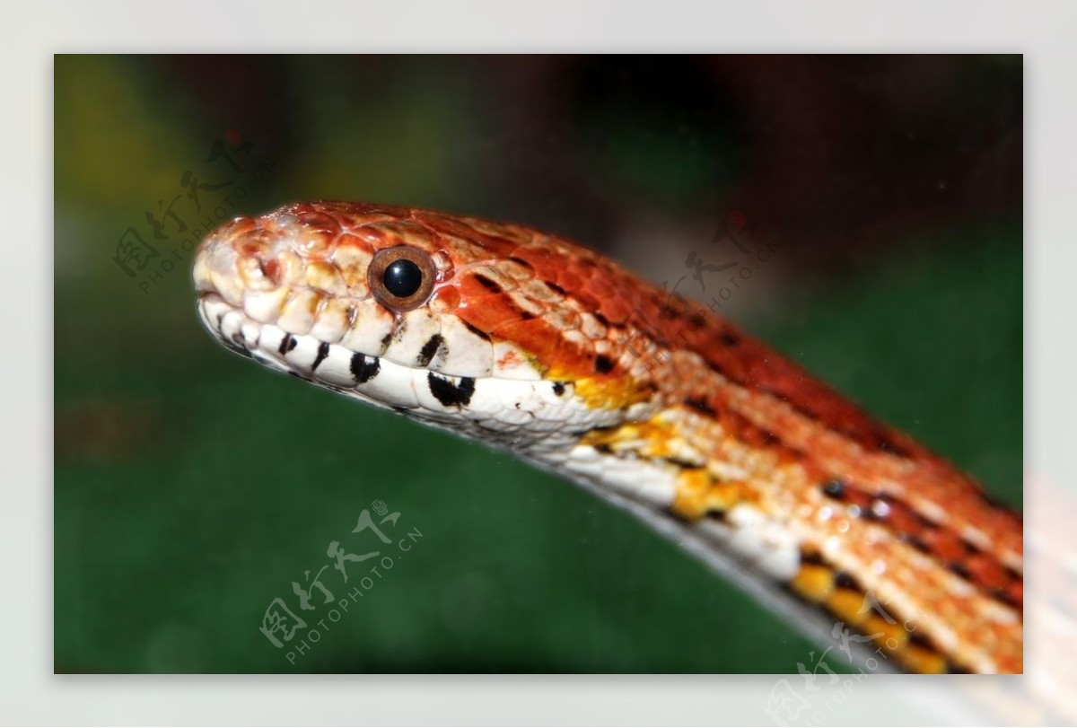 一只毒蛇身上花纹清晰表情狰狞免抠PNG素材
