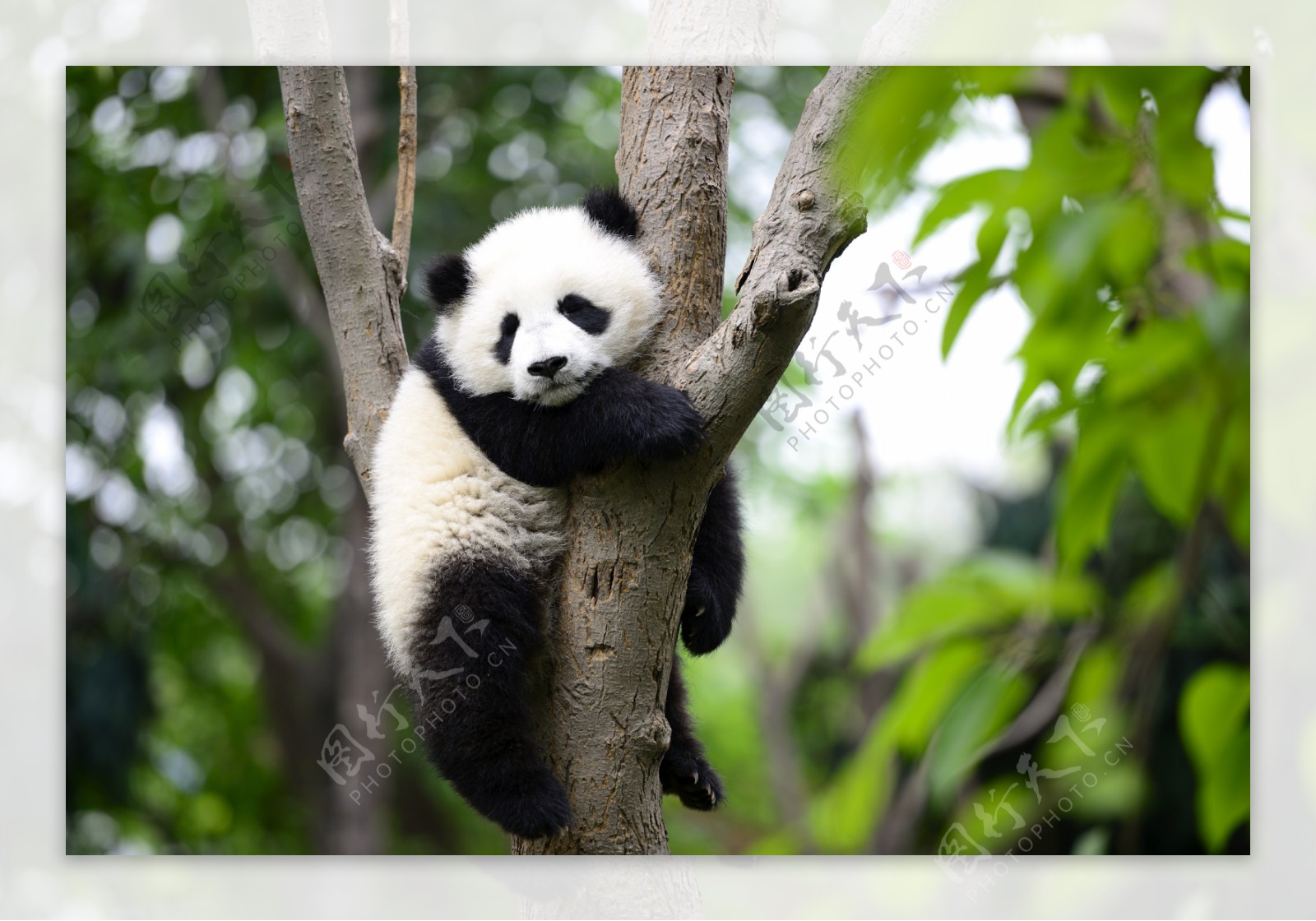 树上懒洋洋的大熊猫