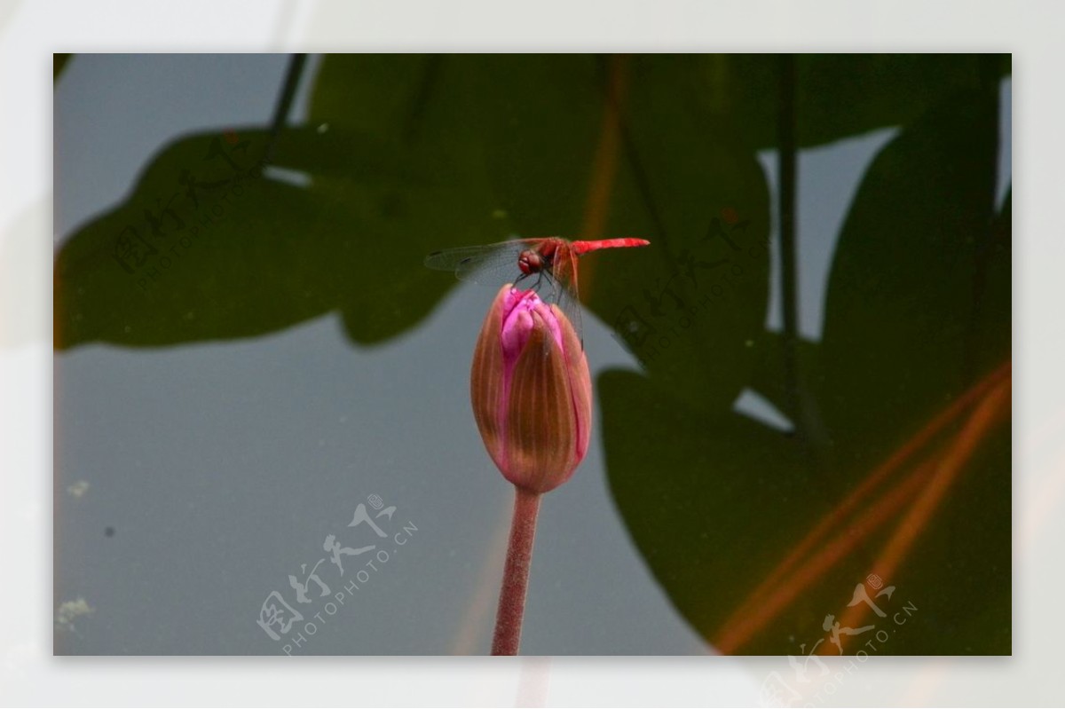 睡莲大蜻蜓