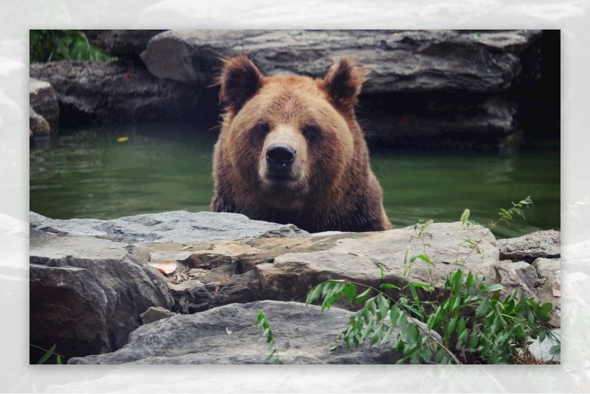 北京动物园棕熊