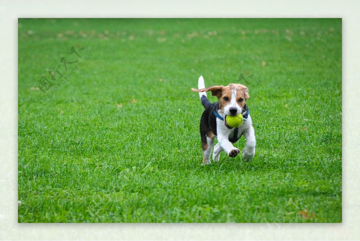 小狗玩耍跑步草地