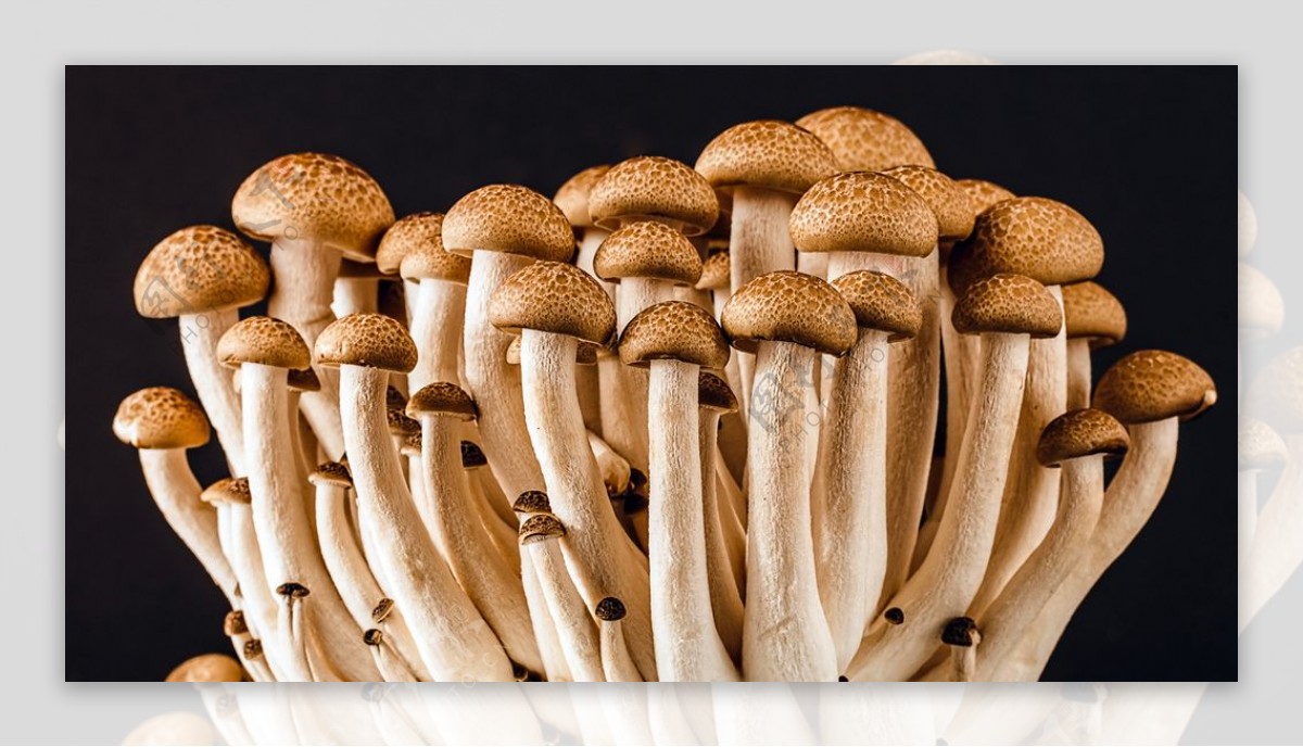 有机菌类蘑菇