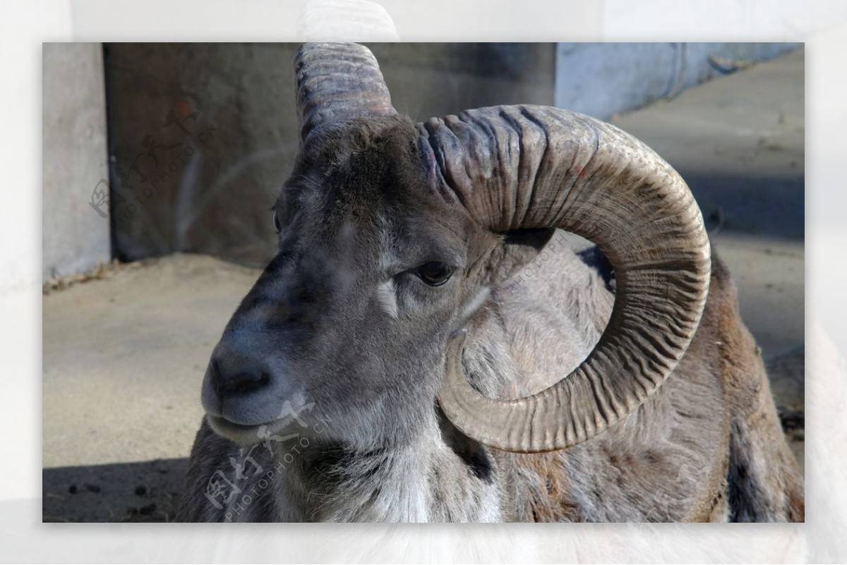 盘羊 Ovis ammon - 物种库 - 国家动物标本资源库