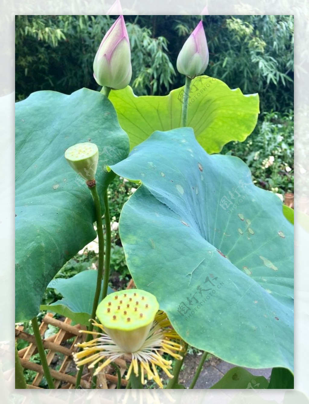 夏雨荷