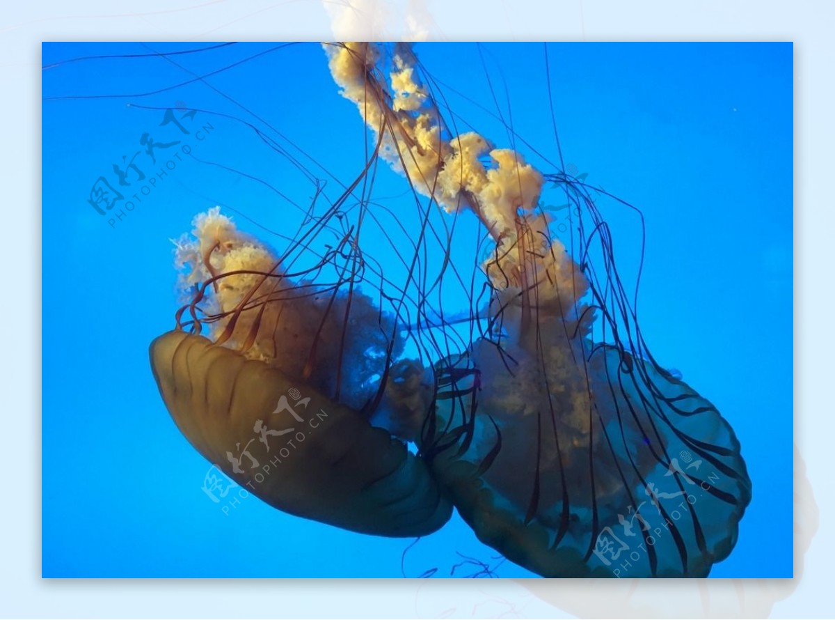 海底世界水母海洋生物