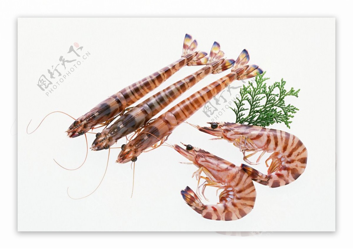 虎纹虾
