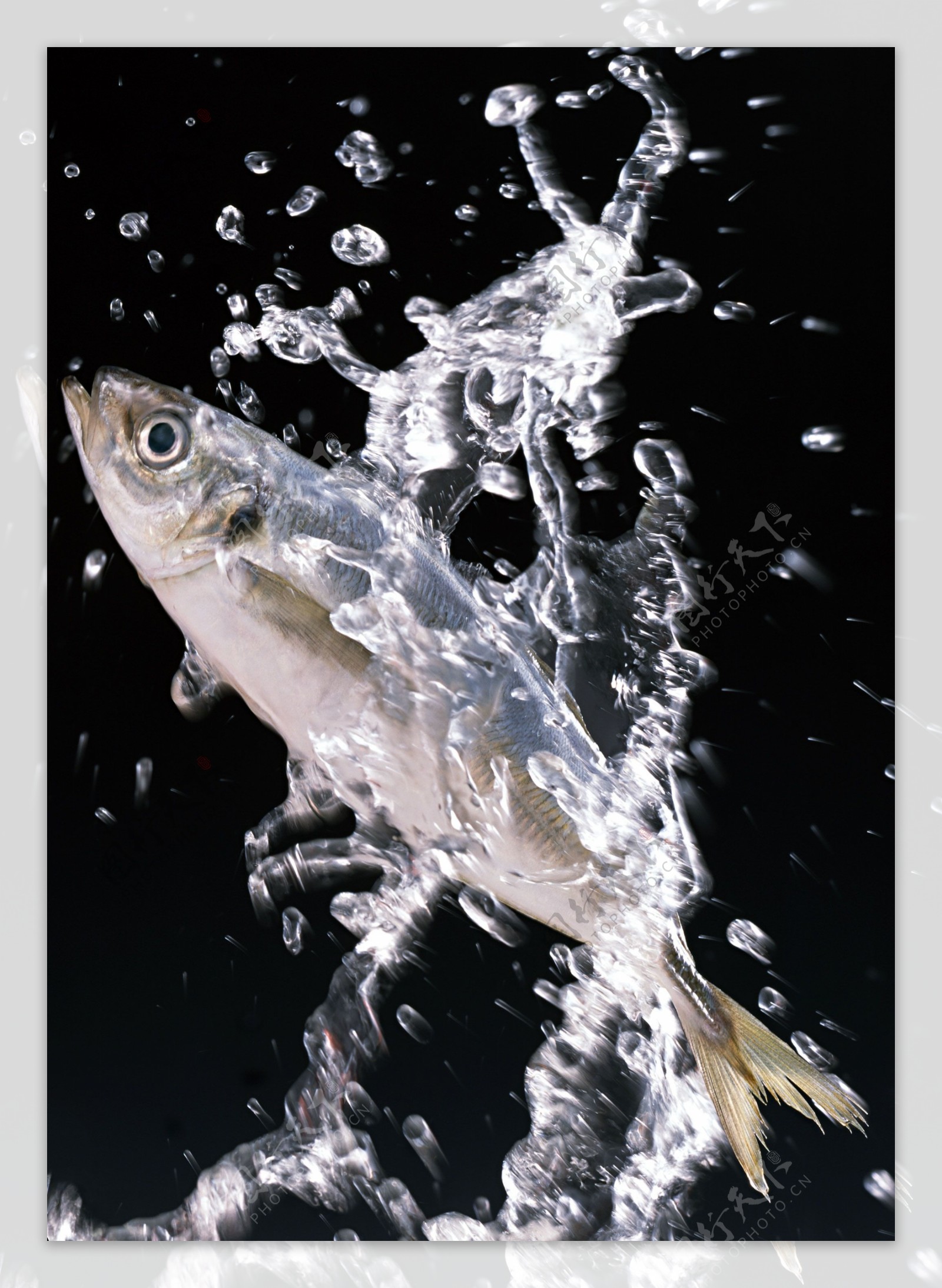 海鲜鱼背景图片-海鲜鱼背景素材下载-觅知网