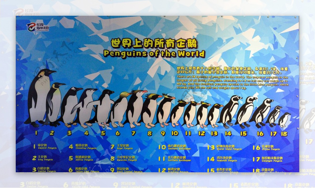 世界上的所有企鹅介绍