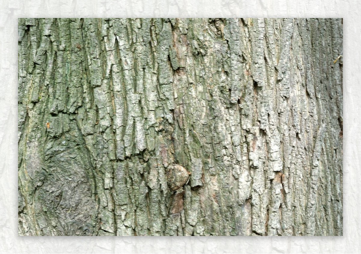 树皮-年轮-老树皮-年代久远-沧桑的树视频素材,特写慢镜视频素材下载,高清4096X2160视频素材下载,凌点视频素材网,编号:416137
