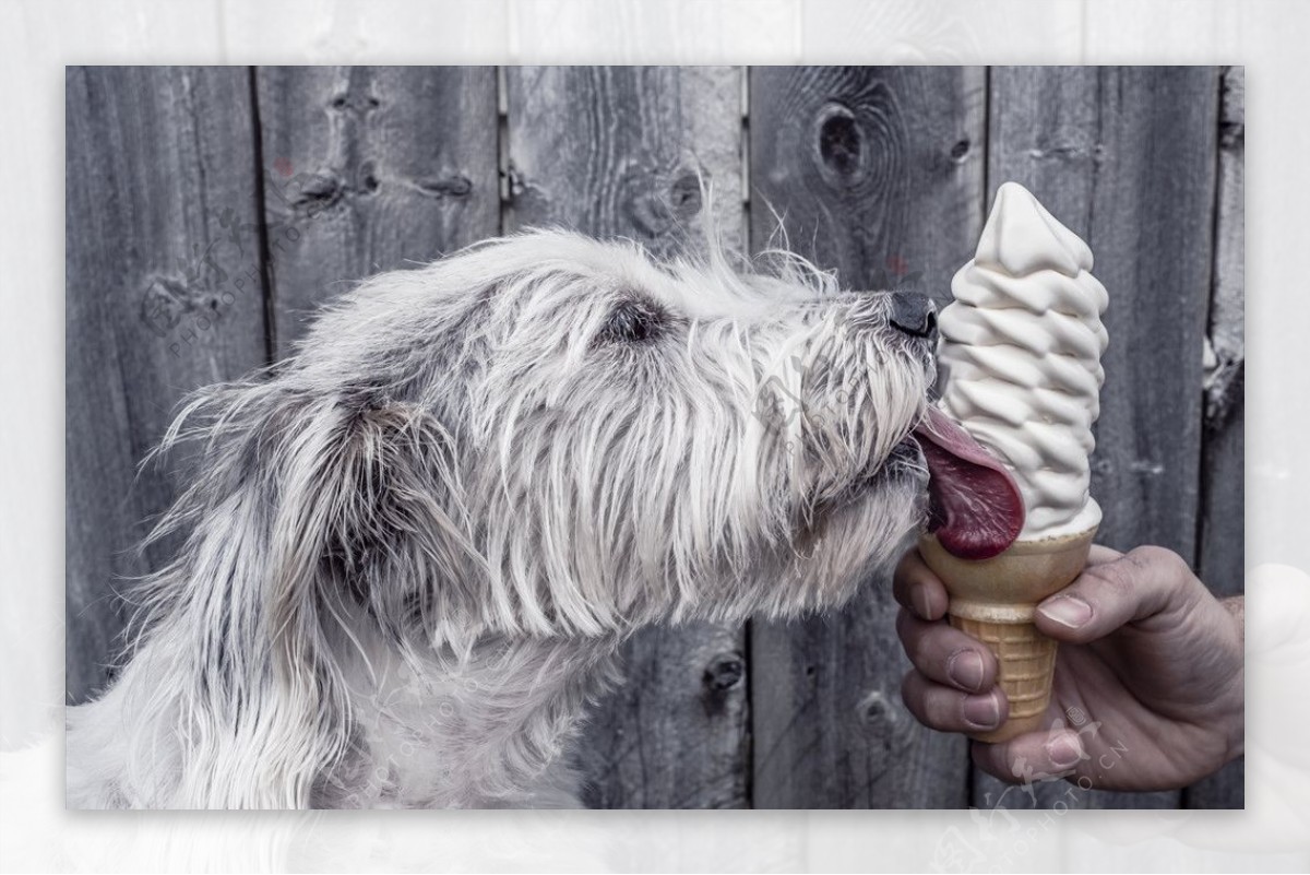 狗吃冰激凌