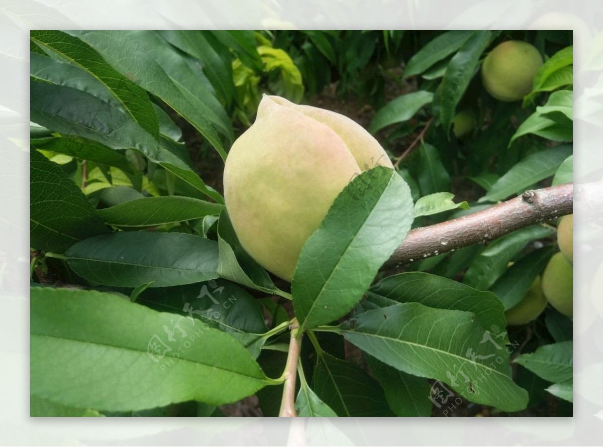 桃子树植物水果