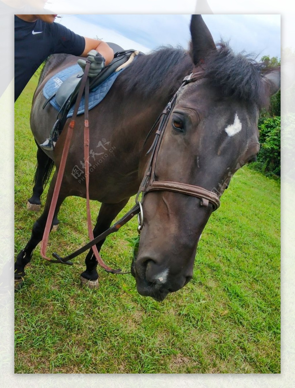 马匹马术摄影素材骑马