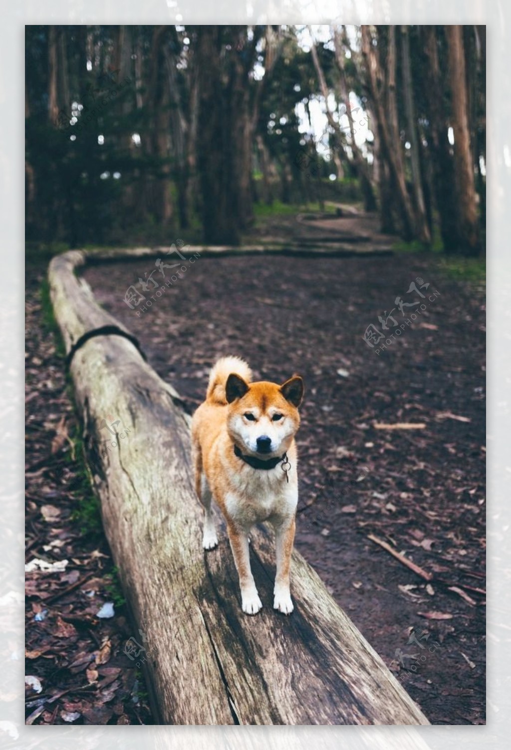 狗摄影图片狗写真壁纸