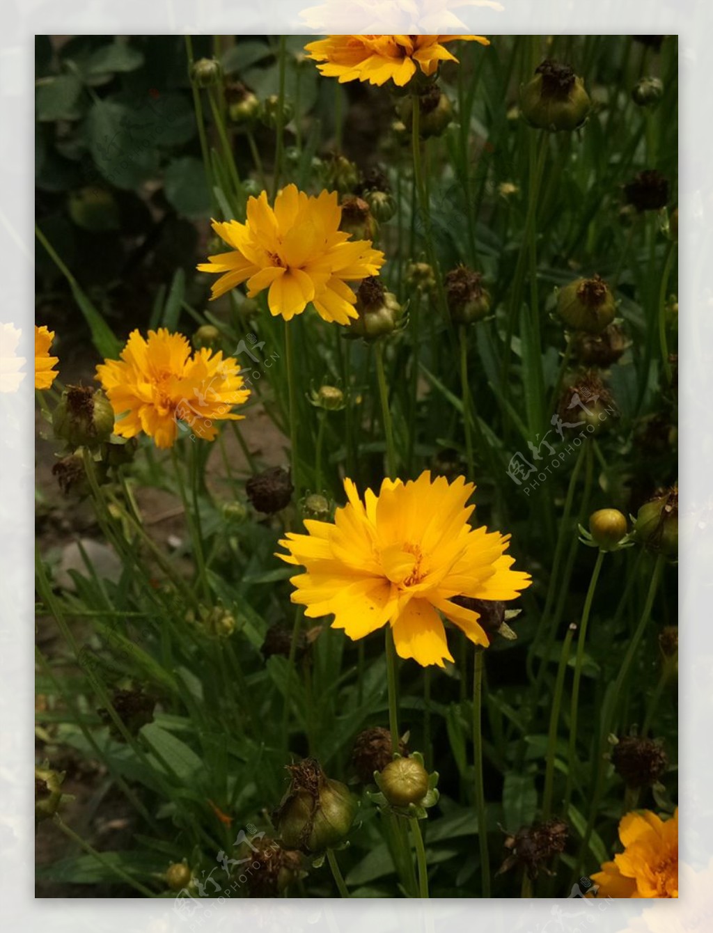黄色的野花摄影