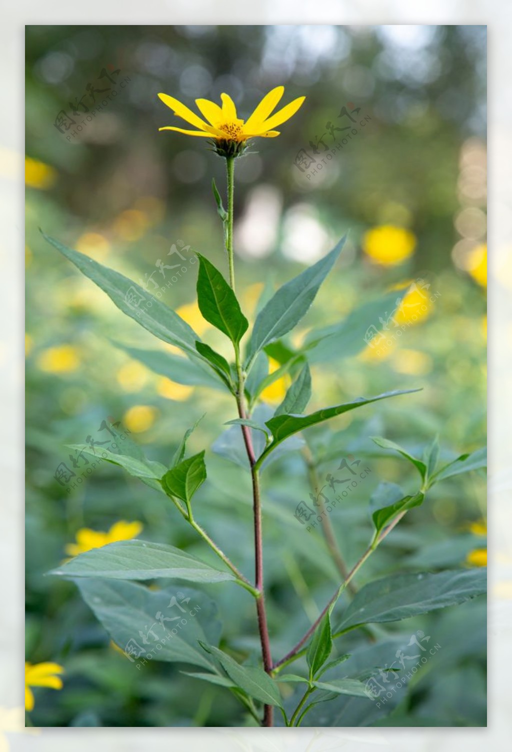 菊芋花