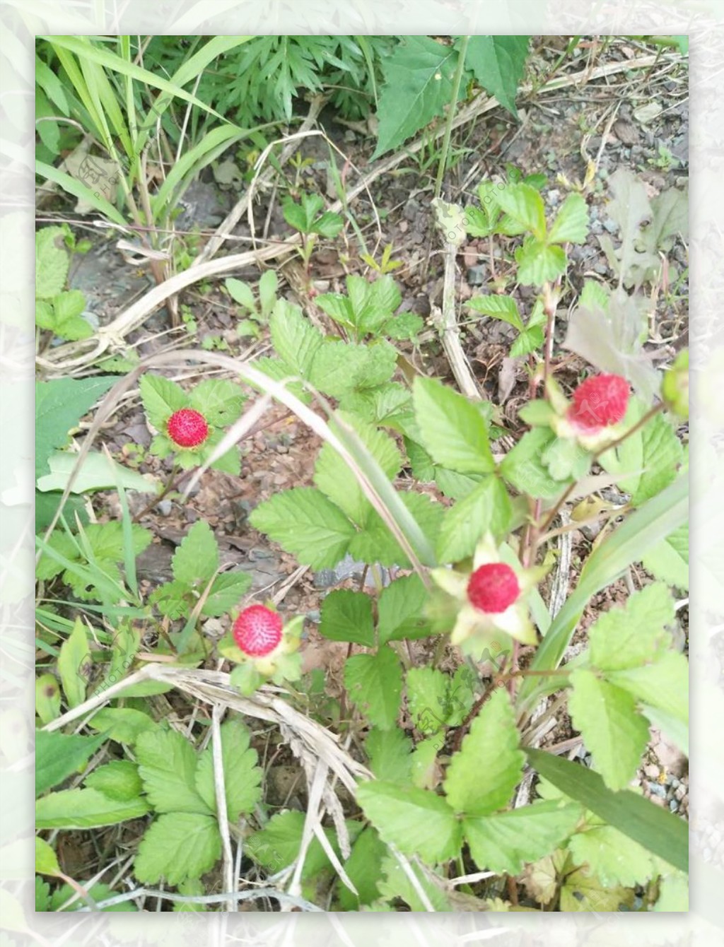 蛇莓