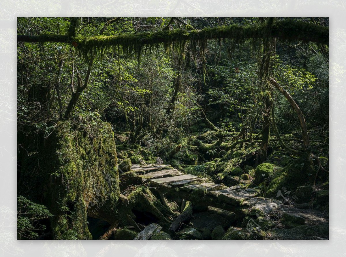 苔藓森林树木树树林